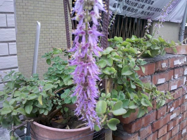 到手香 開花