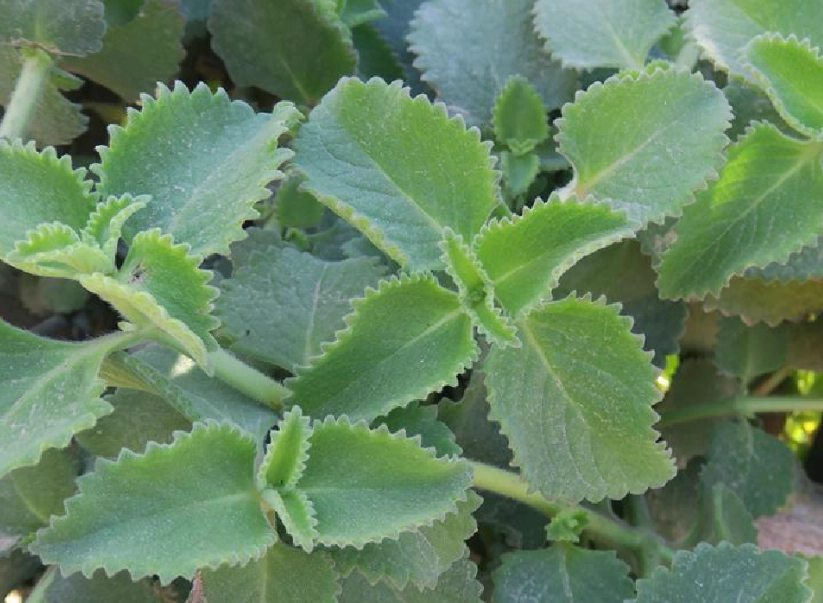 香草植物 種植