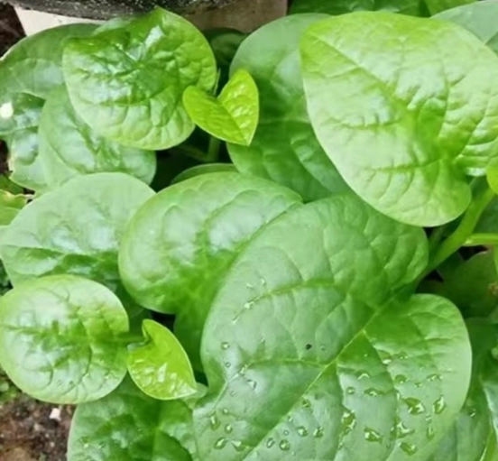 高鉀蔬菜禁忌 高鉀蔬菜禁忌