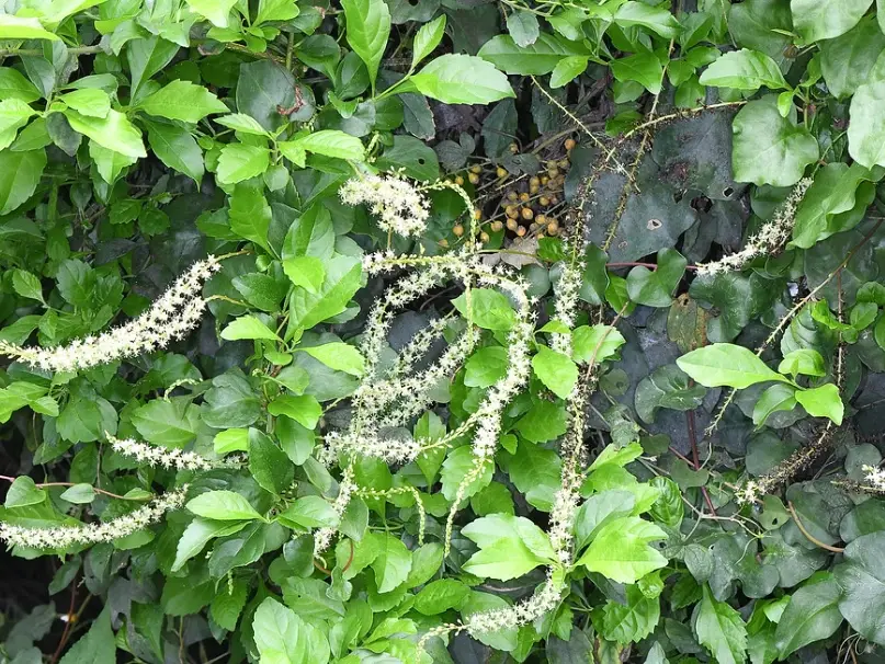 落葵薯料理 落葵薯料理