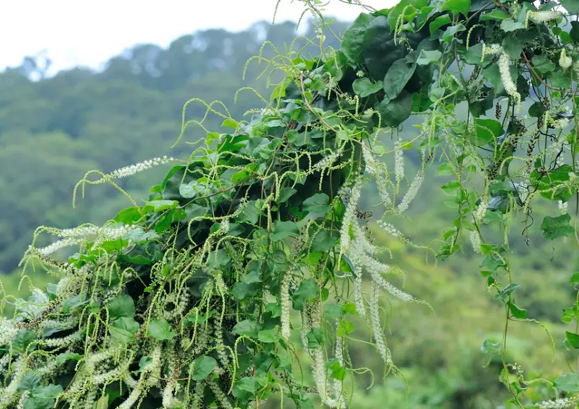 落葵薯怎麼吃 落葵薯怎麼吃