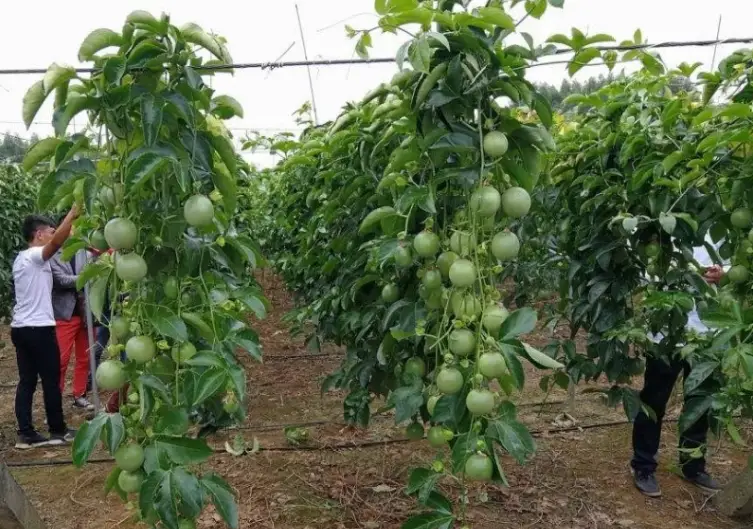 百香果種植季節 百香果種植季節
