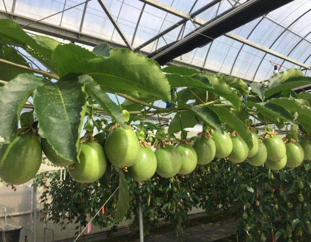 百香果種植季節 百香果種植季節