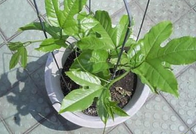 百香果種植季節 百香果種植季節