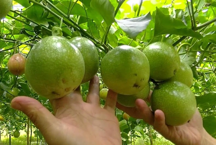 百香果種植時間 百香果種植時間