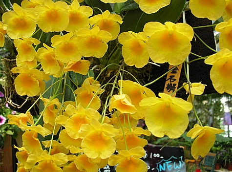 蘭花 高芽處理 蘭花 高芽處理