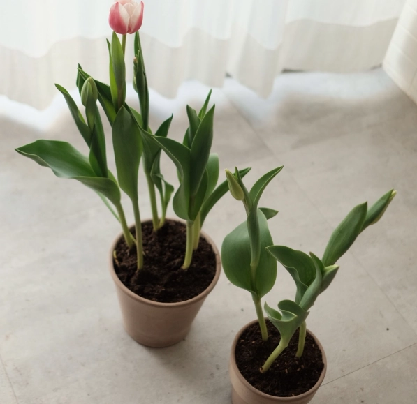 台灣鬱金香花季 台灣鬱金香花季