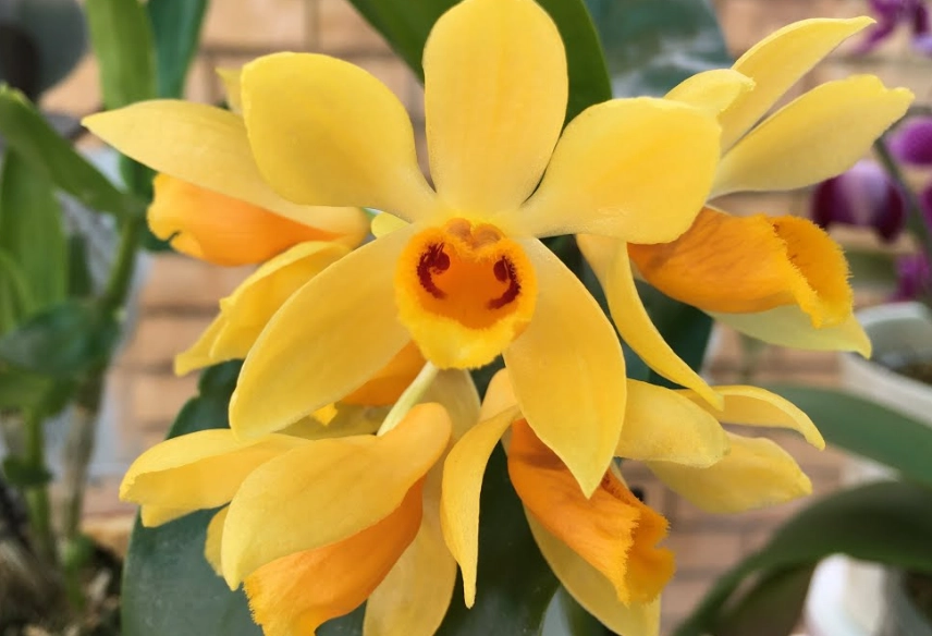 蘭花 高芽處理 蘭花 高芽處理