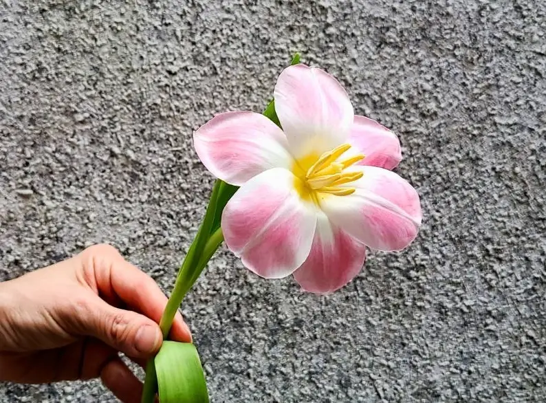 鬱金香賞花景點 鬱金香賞花景點