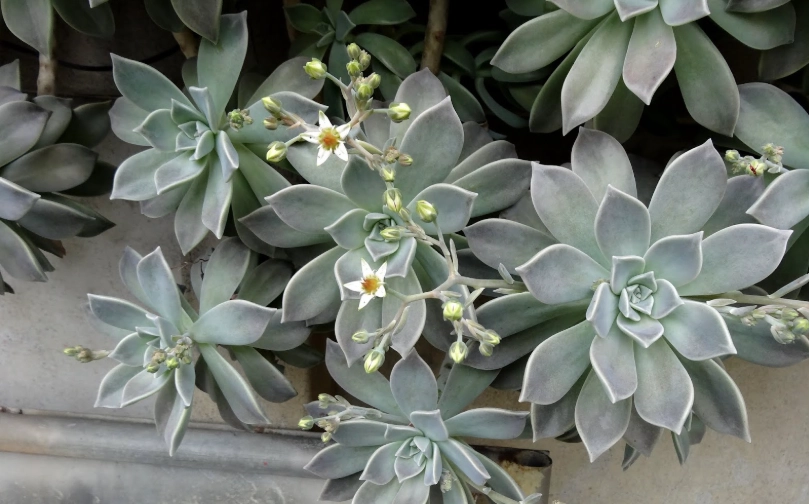 石蓮花功效與禁忌 石蓮花功效與禁忌