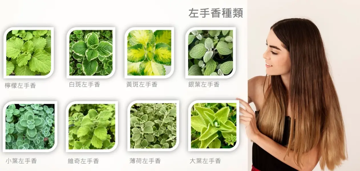 左手香開花處理 左手香開花處理