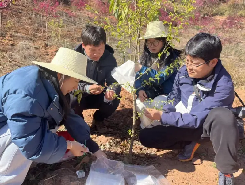 櫻花種子發芽方法