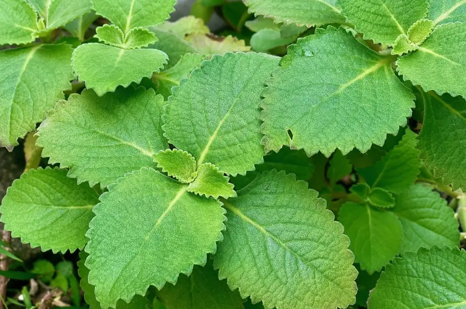 左手香 澆水 頻率