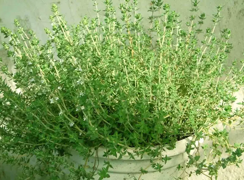百里香修剪方法 百里香修剪方法