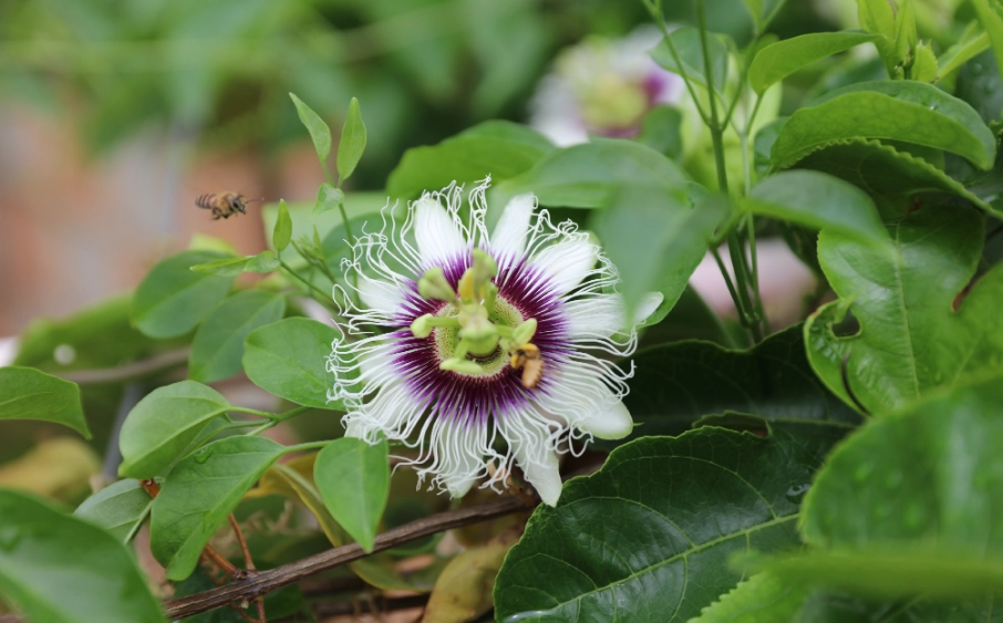 百香果開花結果