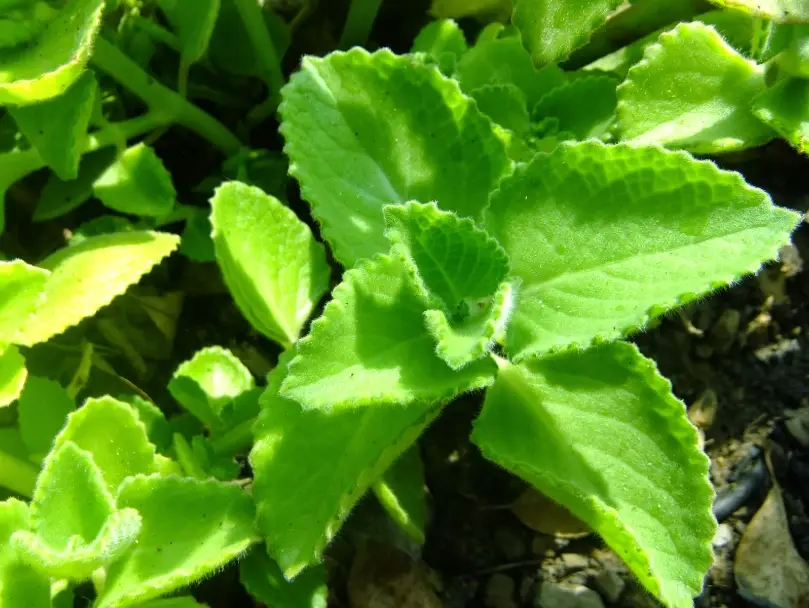 香草植物開花 香草植物開花