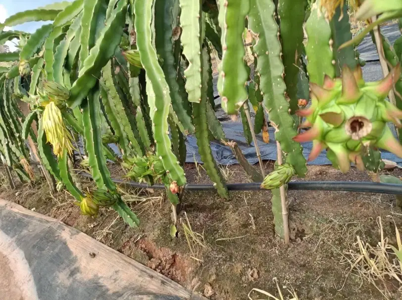 盆栽火龍果照顧 盆栽火龍果照顧