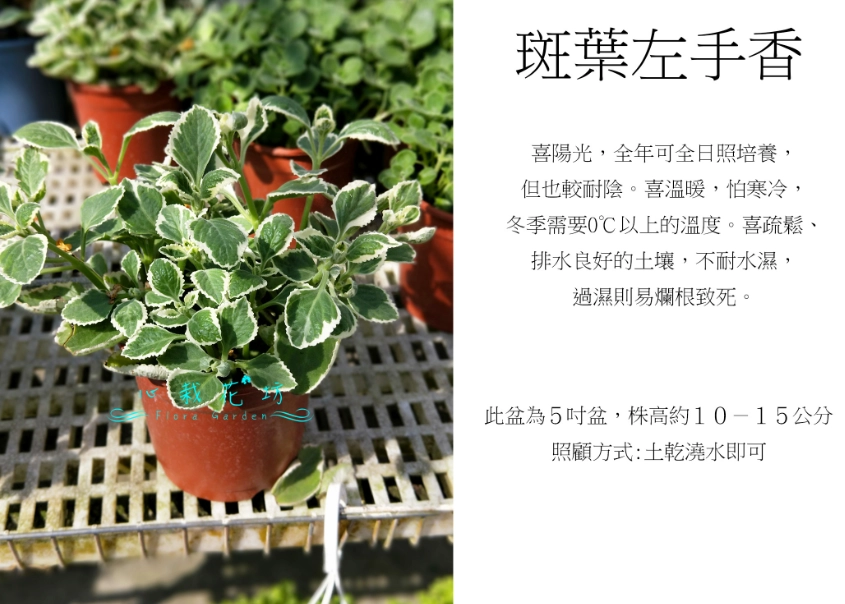 斑葉左手香