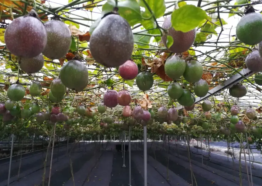 百香果種植技巧