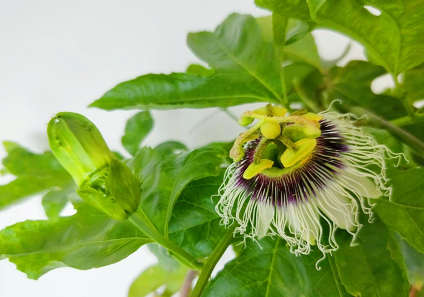 百香果不開花原因