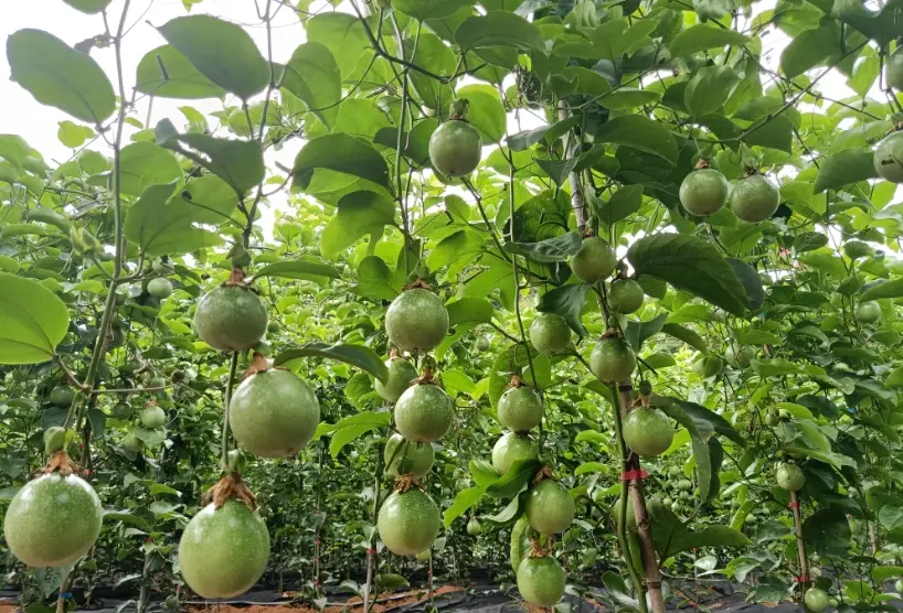 百香果種植方法