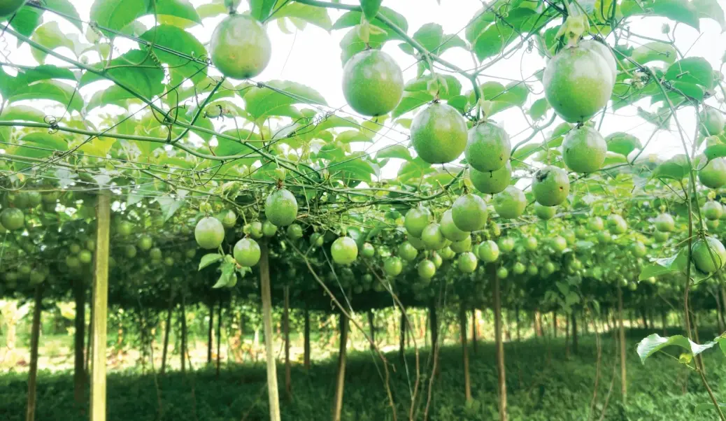 百香果盆栽技巧