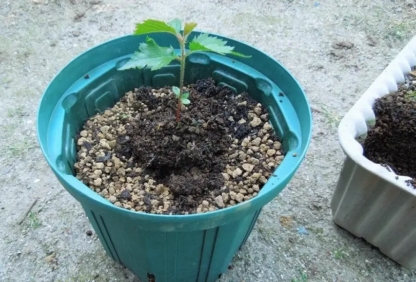 櫻花種子發芽方法