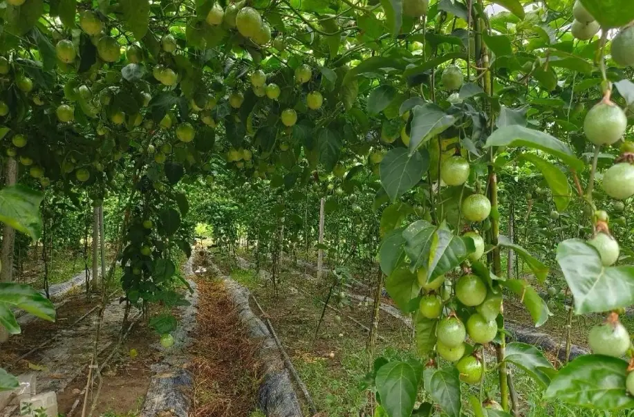 百香果種植技巧