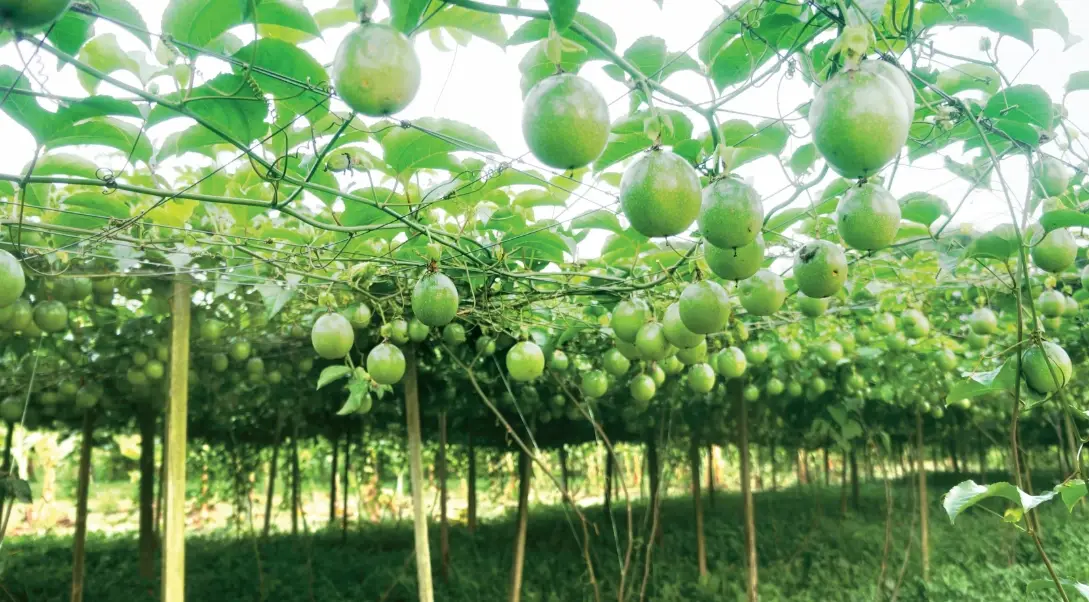 百香果棚架設計
