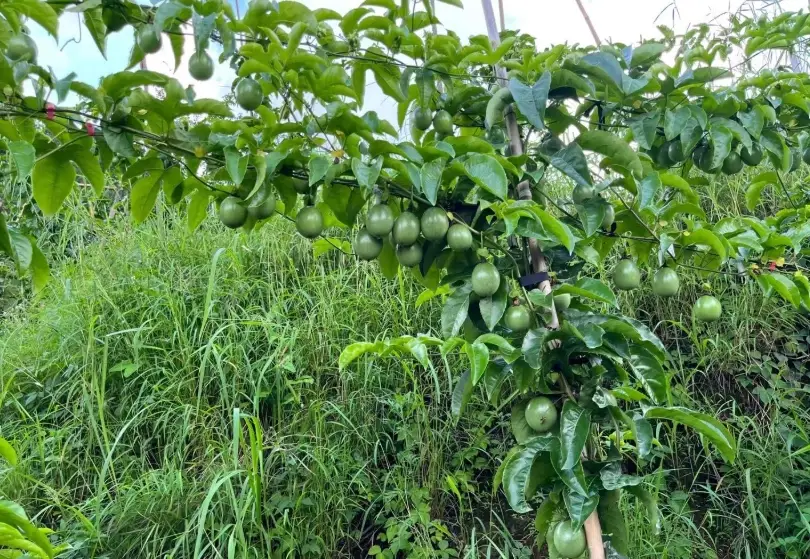 陽台百香果栽培