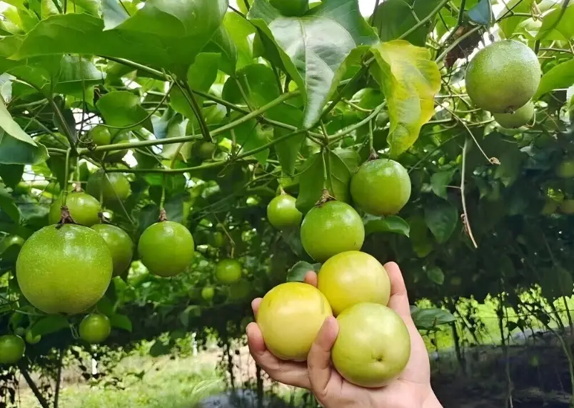 盆栽百香果種植