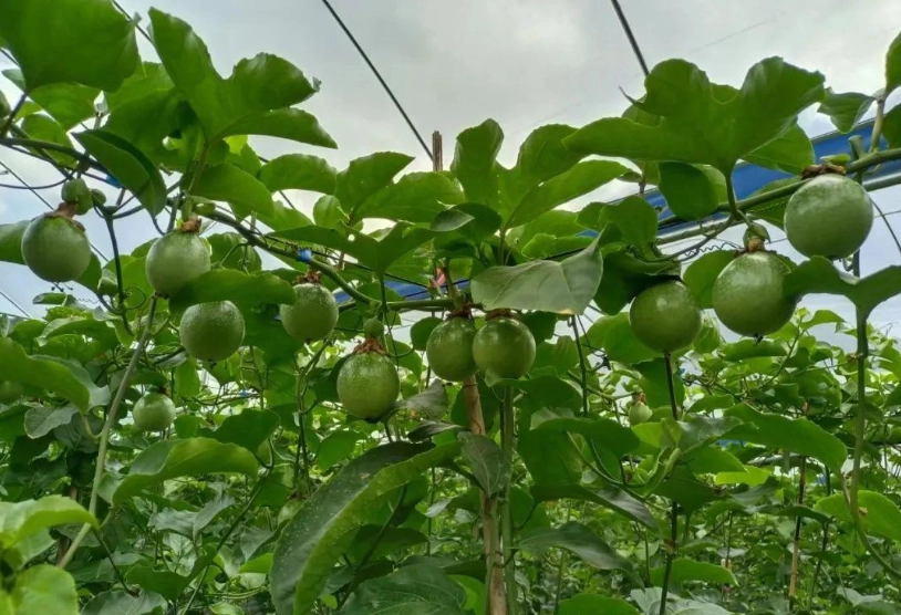百香果種植方法