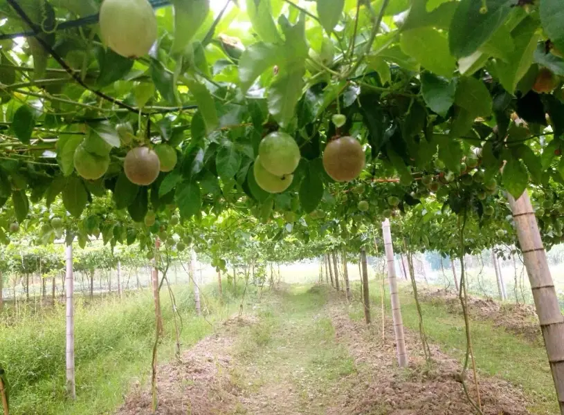 盆栽百香果種植