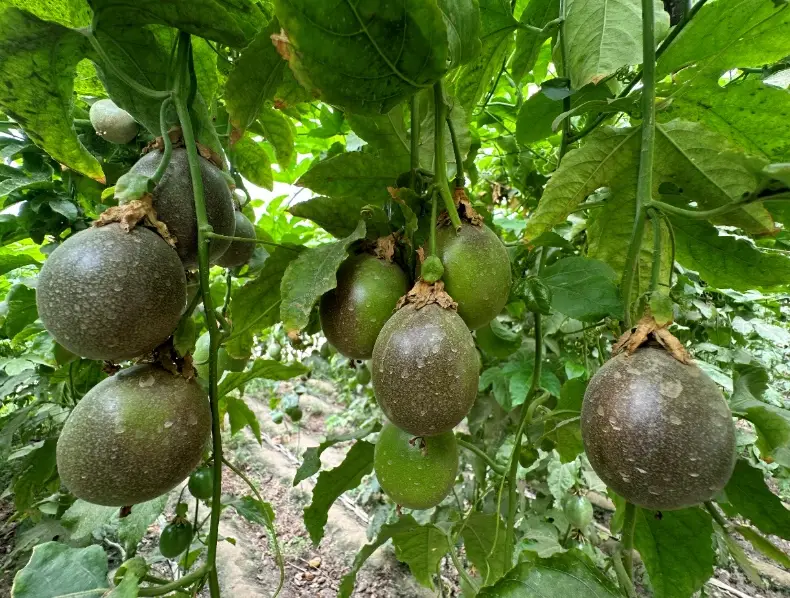 陽台百香果栽培