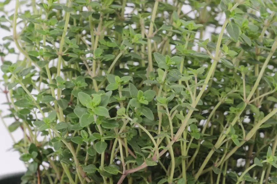 百里香如何修剪茂盛 百里香如何修剪茂盛