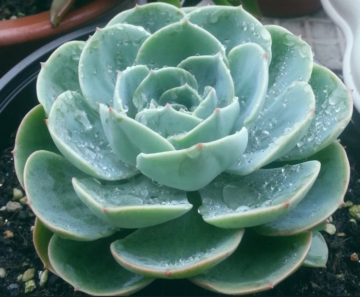 石蓮花毒性