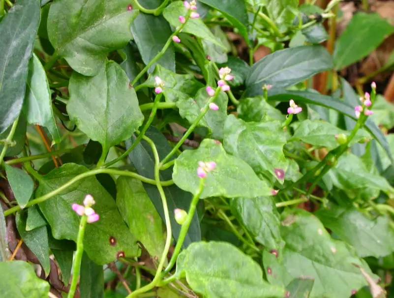 皇宮菜營養價值 皇宮菜營養價值