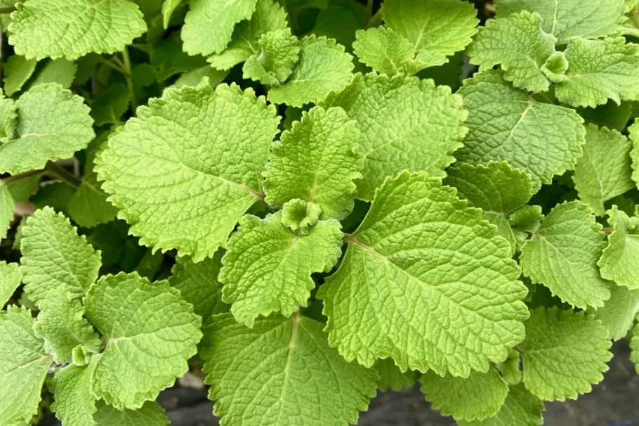 左手香 照顧