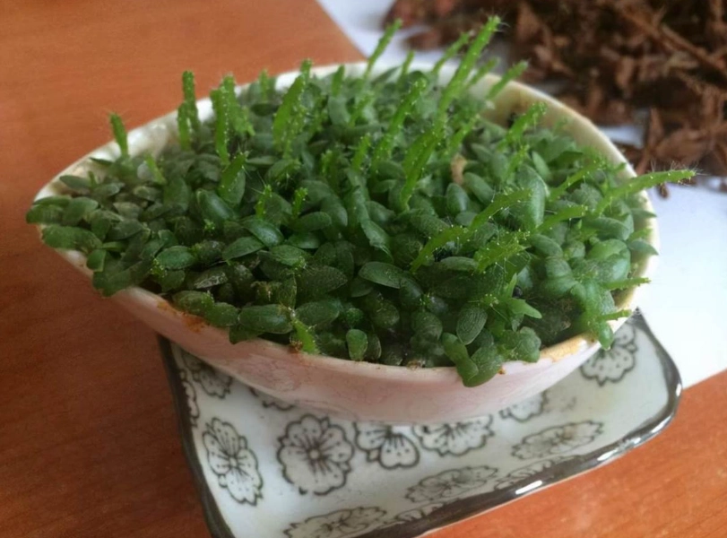 盆栽火龍果照顧 盆栽火龍果照顧