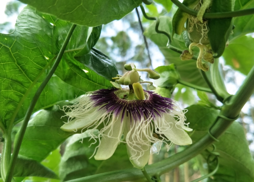 百香果開花結果