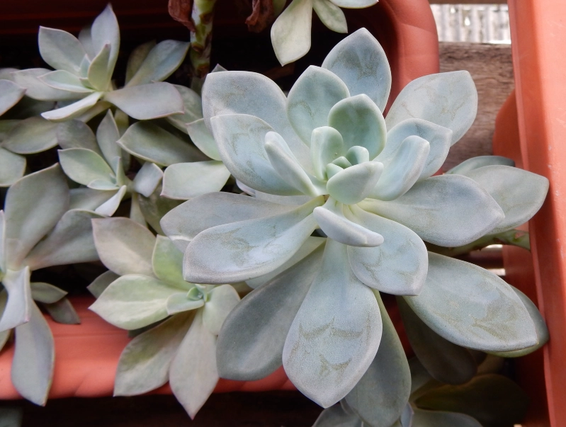 有毒石蓮花