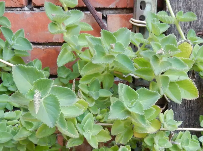 植物枝條下垂 植物枝條下垂