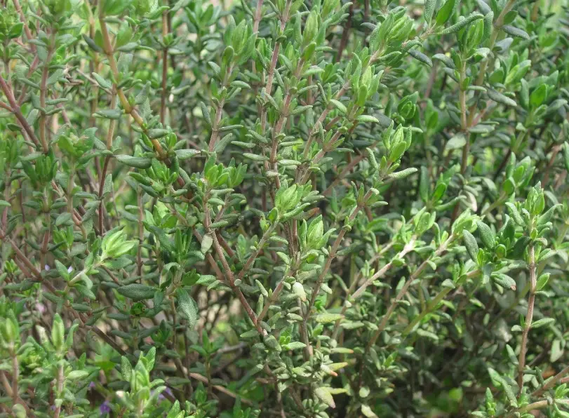 百里香修剪時間 百里香修剪時間