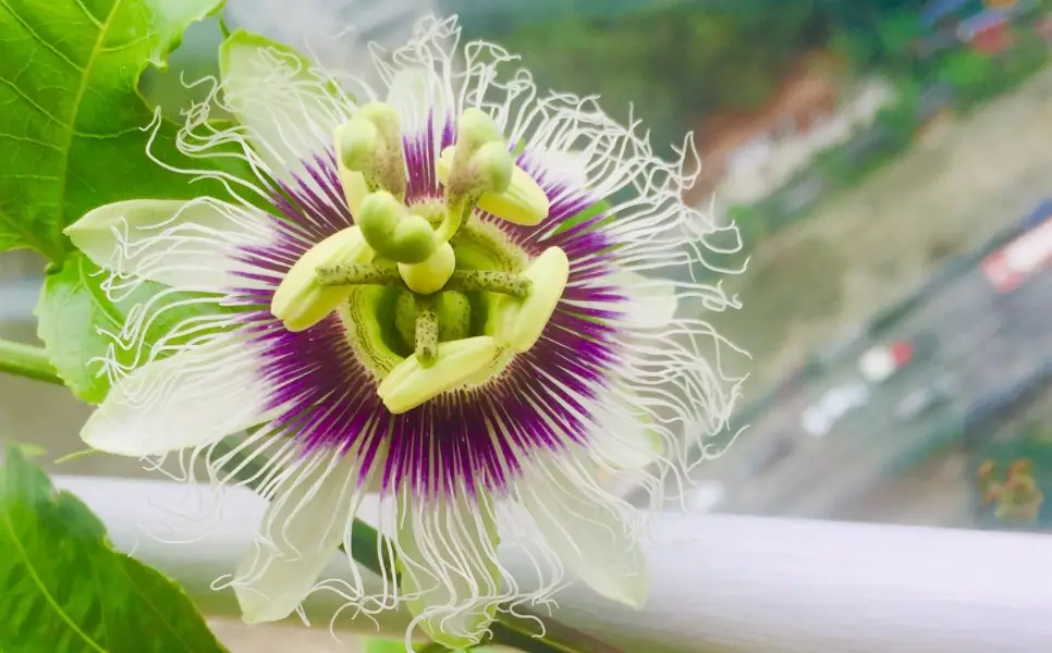 百香果開花結果