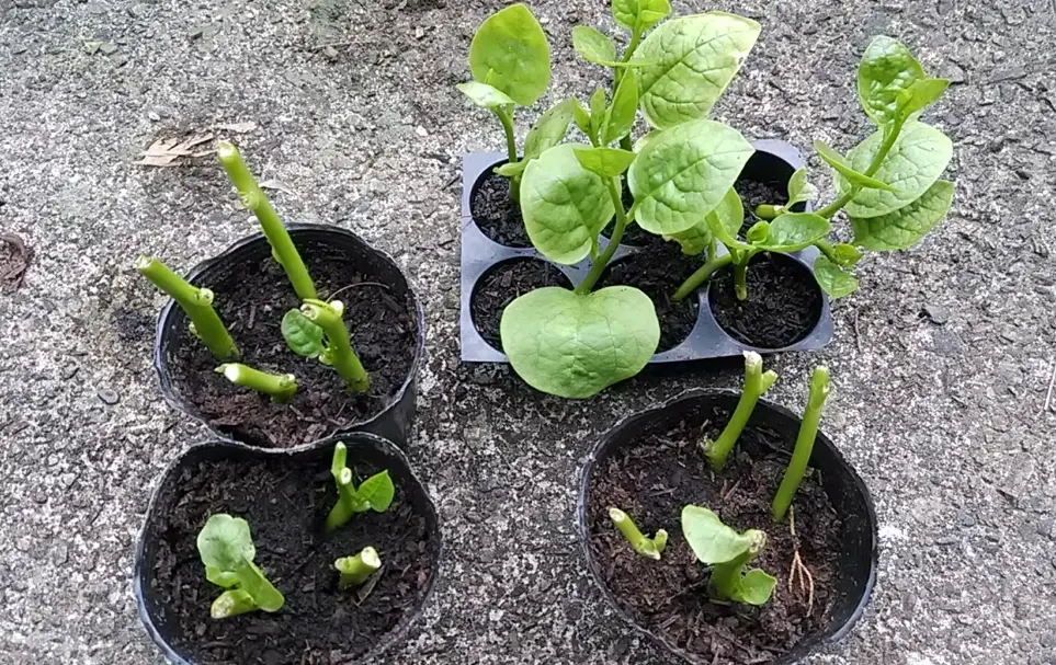 野菜採摘