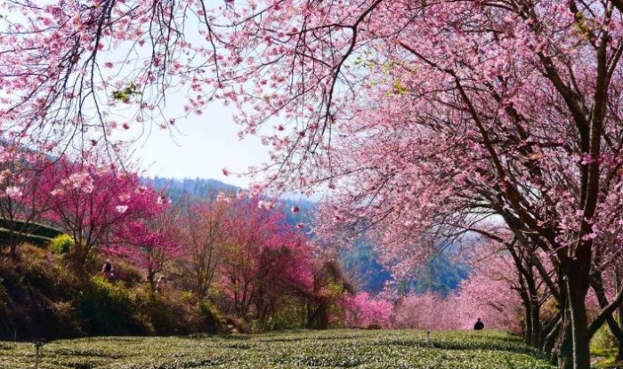 賞櫻花景點