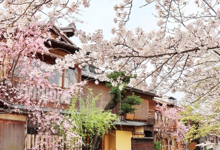 京都櫻花