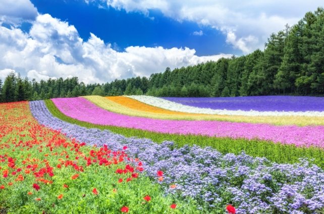富田農場