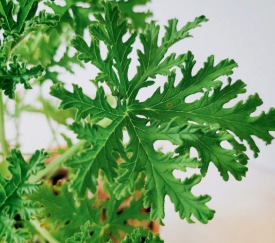 驅蚊草