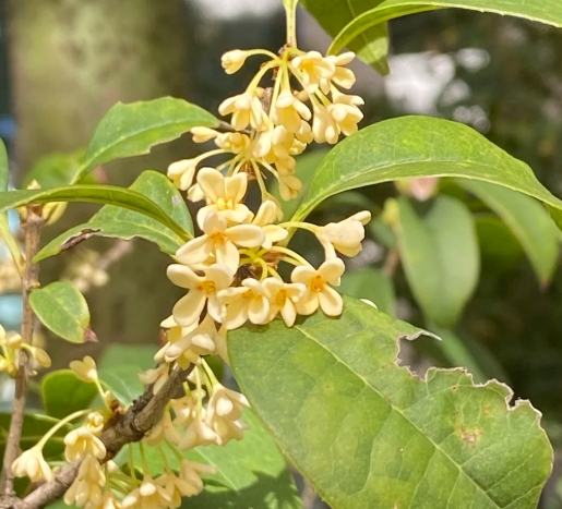 桂花養護 桂花養護